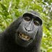 Animals can&rsquo;t claim copyrights for selfies