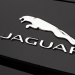 Jaguar and Puma fight for the feline logo