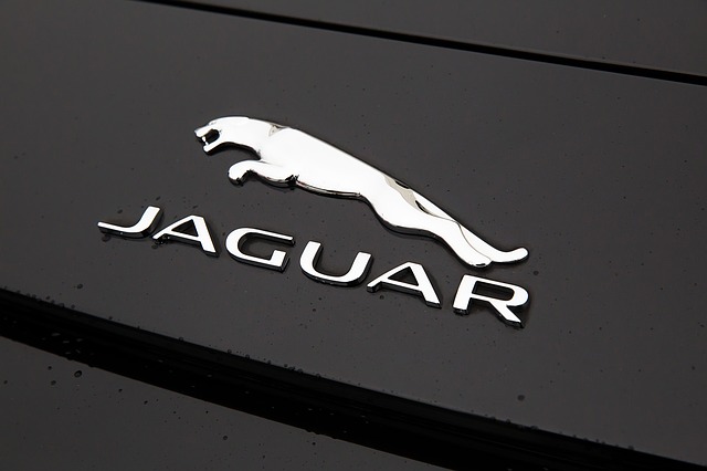 Jaguar y luchan el felino